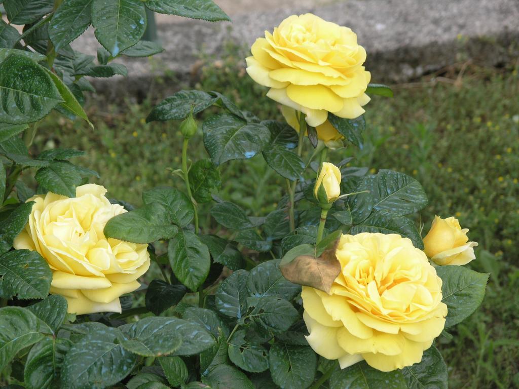 Stirenca B&B Trieste Ngoại thất bức ảnh